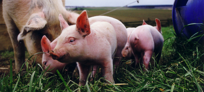 Illustration for article titled The Science of Building the Perfect Pig